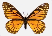 Baronia brevicornis - Learn Butterflies
